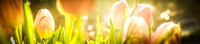 LEO_HOMEPAGE_FRUEHLING1_032018