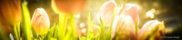LEO_HOMEPAGE_FRUEHLING1_COPYRIGHT_032018